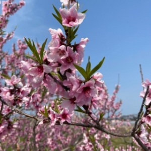 鳥取 米子 皆生温泉のソープランド ロイヤル　写メ日記　桃の花画像