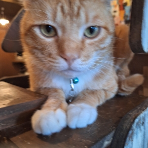 鳥取 米子 皆生温泉のソープランドロイヤルの写メ日記　お礼日記画像