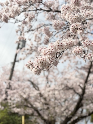 鳥取 米子 皆生温泉のソープランドロイヤルの写メ日記　大好きだわぁ💓画像